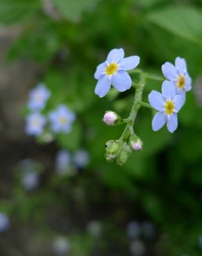 Fotografia 6 da espécie Myosotis arvensis subesp. arvensis no Jardim Botânico UTAD