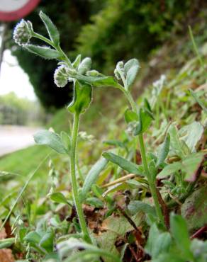 Fotografia 7 da espécie Myosotis arvensis subesp. arvensis no Jardim Botânico UTAD