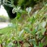 Fotografia 7 da espécie Myosotis arvensis subesp. arvensis do Jardim Botânico UTAD