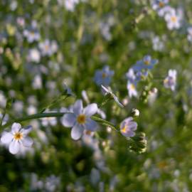 Fotografia da espécie Myosotis arvensis subesp. arvensis