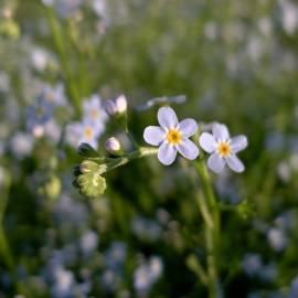 Fotografia da espécie Myosotis arvensis subesp. arvensis