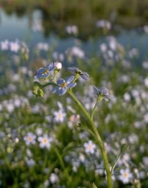 Fotografia 10 da espécie Myosotis arvensis subesp. arvensis no Jardim Botânico UTAD