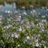 Fotografia 10 da espécie Myosotis arvensis subesp. arvensis do Jardim Botânico UTAD