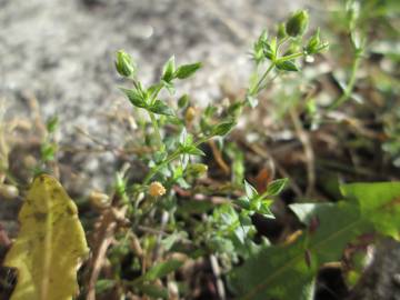 Fotografia da espécie Arenaria serpyllifolia subesp. serpyllifolia