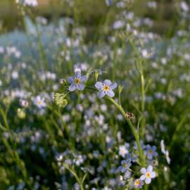 Fotografia da espécie Myosotis arvensis subesp. arvensis