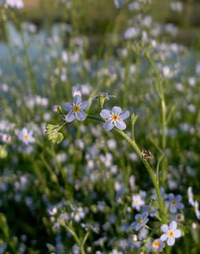 Fotografia 11 da espécie Myosotis arvensis subesp. arvensis no Jardim Botânico UTAD