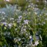 Fotografia 11 da espécie Myosotis arvensis subesp. arvensis do Jardim Botânico UTAD