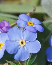 Fotografia da espécie Myosotis arvensis