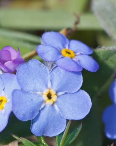 Fotografia de capa Myosotis arvensis subesp. arvensis - do Jardim Botânico