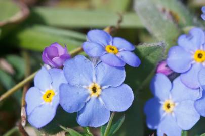 Fotografia da espécie Myosotis arvensis subesp. arvensis