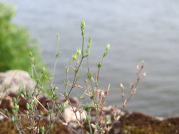 Fotografia da espécie Arenaria serpyllifolia subesp. serpyllifolia