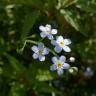 Fotografia 12 da espécie Myosotis arvensis subesp. arvensis do Jardim Botânico UTAD