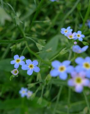 Fotografia 13 da espécie Myosotis arvensis subesp. arvensis no Jardim Botânico UTAD