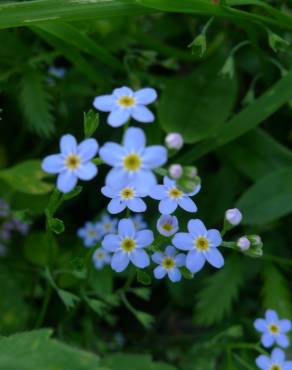 Fotografia 15 da espécie Myosotis arvensis subesp. arvensis no Jardim Botânico UTAD