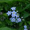 Fotografia 15 da espécie Myosotis arvensis subesp. arvensis do Jardim Botânico UTAD