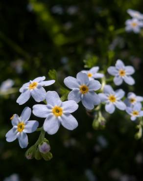 Fotografia 16 da espécie Myosotis arvensis subesp. arvensis no Jardim Botânico UTAD