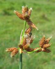 Fotografia da espécie Schoenoplectus lacustris