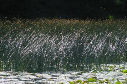 Fotografia da espécie Schoenoplectus lacustris