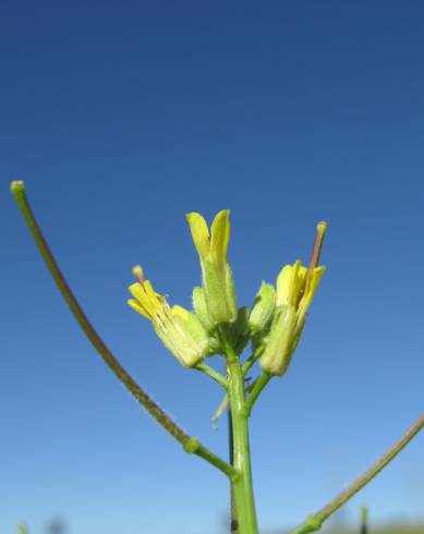 Fotografia de capa Sisymbrium orientale subesp. orientale - do Jardim Botânico