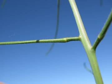 Fotografia da espécie Sisymbrium orientale subesp. orientale