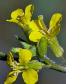 Fotografia da espécie Sisymbrium orientale subesp. orientale