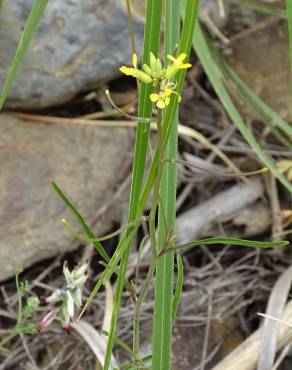 Fotografia 5 da espécie Sisymbrium orientale subesp. orientale no Jardim Botânico UTAD