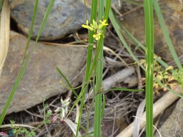 Fotografia da espécie Sisymbrium orientale subesp. orientale