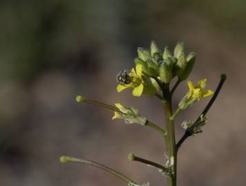 Fotografia da espécie Sisymbrium orientale subesp. orientale