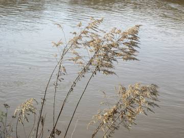 Fotografia da espécie Solidago canadensis var. canadensis