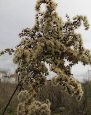 Fotografia 3 da espécie Solidago canadensis var. canadensis no Jardim Botânico UTAD