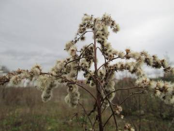 Fotografia da espécie Solidago canadensis var. canadensis