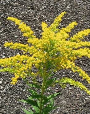 Fotografia 5 da espécie Solidago canadensis var. canadensis no Jardim Botânico UTAD