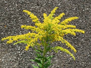 Fotografia da espécie Solidago canadensis var. canadensis