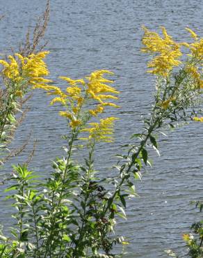 Fotografia 6 da espécie Solidago canadensis var. canadensis no Jardim Botânico UTAD