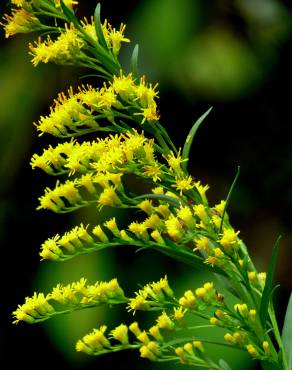 Fotografia 7 da espécie Solidago canadensis var. canadensis no Jardim Botânico UTAD