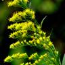 Fotografia 7 da espécie Solidago canadensis var. canadensis do Jardim Botânico UTAD