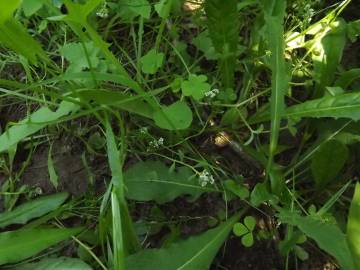 Fotografia da espécie Corrigiola littoralis subesp. littoralis