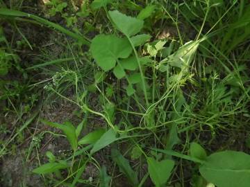 Fotografia da espécie Corrigiola littoralis subesp. littoralis