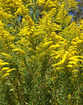 Fotografia 1 da espécie Solidago canadensis var. canadensis no Jardim Botânico UTAD