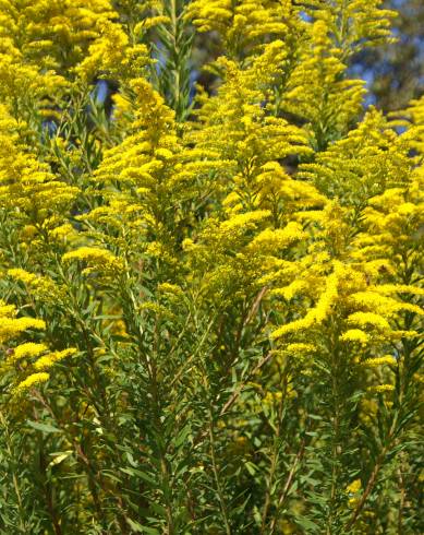 Fotografia de capa Solidago canadensis var. canadensis - do Jardim Botânico