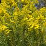 Fotografia 1 da espécie Solidago canadensis var. canadensis do Jardim Botânico UTAD