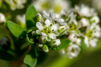 Fotografia da espécie Corrigiola littoralis subesp. littoralis