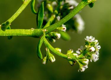 Fotografia da espécie Corrigiola littoralis subesp. littoralis