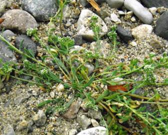 Fotografia da espécie Corrigiola littoralis subesp. littoralis