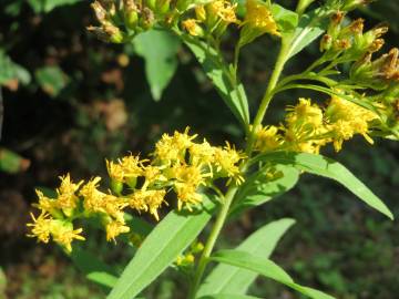 Fotografia da espécie Solidago canadensis var. canadensis