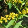 Fotografia 8 da espécie Solidago canadensis var. canadensis do Jardim Botânico UTAD