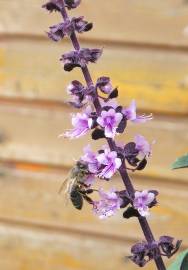 Fotografia da espécie Ocimum basilicum