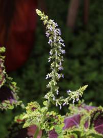 Fotografia da espécie Solenostemon scutellarioides