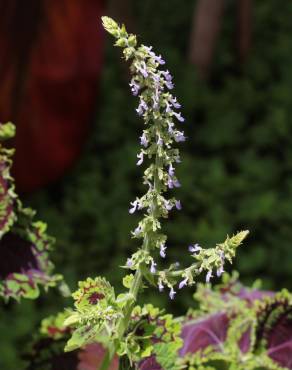 Fotografia 14 da espécie Solenostemon scutellarioides no Jardim Botânico UTAD