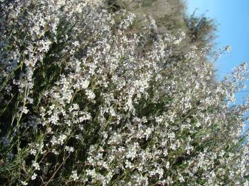 Fotografia da espécie Lepidium subulatum